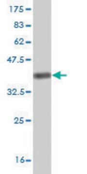 Monoclonal Anti-KHSRP antibody produced in mouse clone 2C7, purified immunoglobulin, buffered aqueous solution