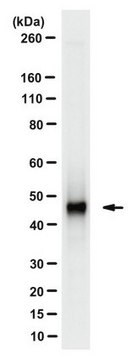 Anti-Adenosylhomocysteinase (AHCY) from rabbit, purified by affinity chromatography