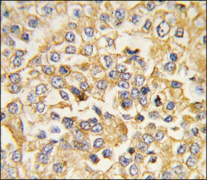 Anti-ANPA (N-term) antibody produced in rabbit IgG fraction of antiserum, buffered aqueous solution