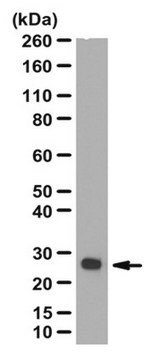 Anti-Glutathione S-Transferase A1/A2 Antibody serum, from rabbit