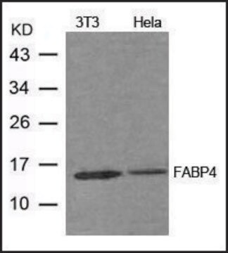 抗FABP4抗体 ウサギ宿主抗体 affinity isolated antibody