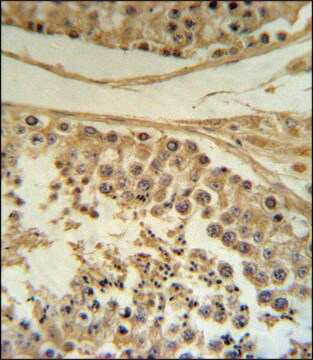 ANTI-CLRN1 (C-TERM) antibody produced in rabbit IgG fraction of antiserum, buffered aqueous solution