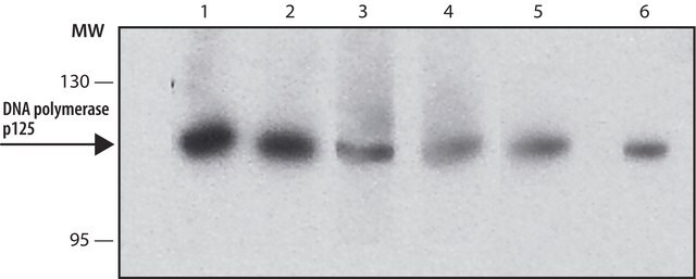 Anti-DNA polymerase &#948; p125 antibody, Rat monoclonal clone PDG 5G1, purified from hybridoma cell culture