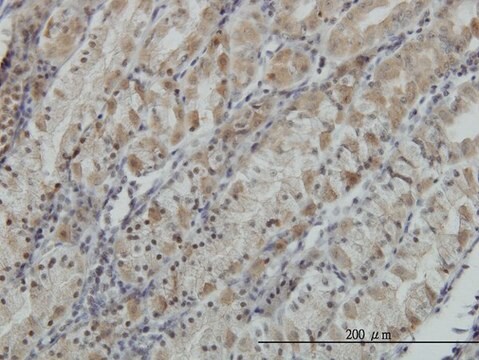 Monoclonal Anti-ATP6V0D1 antibody produced in mouse clone 2G12, purified immunoglobulin, buffered aqueous solution