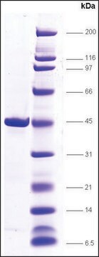 TBP（TATA盒结合蛋白） 人 recombinant, expressed in E. coli, &#8805;85% (SDS-PAGE)