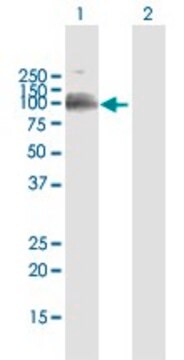 Anti-LILRB1 antibody produced in mouse purified immunoglobulin, buffered aqueous solution