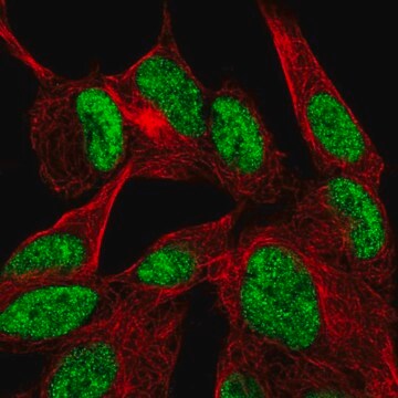 Anti-DVL2 antibody produced in rabbit Prestige Antibodies&#174; Powered by Atlas Antibodies, affinity isolated antibody