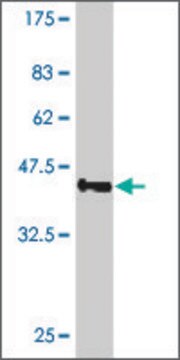 ANTI-SMO antibody produced in mouse clone 4E5, purified immunoglobulin, buffered aqueous solution