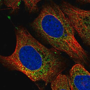 抗RPL11抗体 ウサギ宿主抗体 Prestige Antibodies&#174; Powered by Atlas Antibodies, affinity isolated antibody