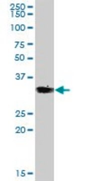 Anti-VGLL4 antibody produced in mouse purified immunoglobulin, buffered aqueous solution