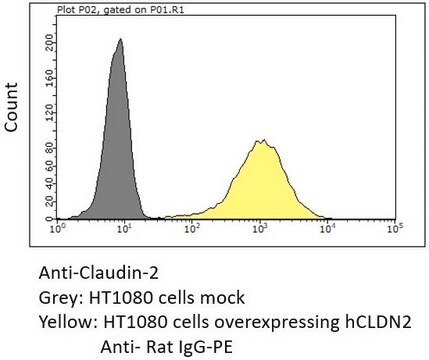 Anti-Claudin-2 Antibody purified antibody, clone 1A2, from rat