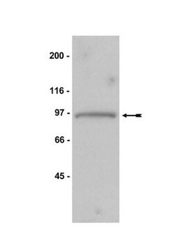 Anti-Mps1 Antibody, NT, clone 3-472-1 clone 3-472-1, Upstate&#174;, from mouse