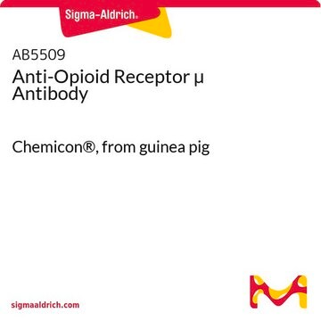 Anticorps &#181; anti-récepteur opiacé&nbsp;µ Chemicon&#174;, from guinea pig