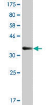 Monoclonal Anti-WEE1 antibody produced in mouse clone 5B6, ascites fluid