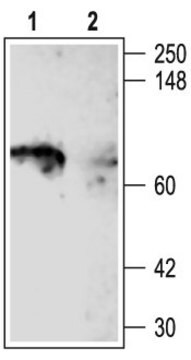 Anti-Potassium Channel Kv1.5 antibody produced in rabbit affinity isolated antibody, lyophilized powder