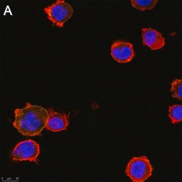 Anti-TNF&#945; Antibody, clone 3B20 ZooMAb&#174; Rabbit Monoclonal recombinant, expressed in HEK 293 cells