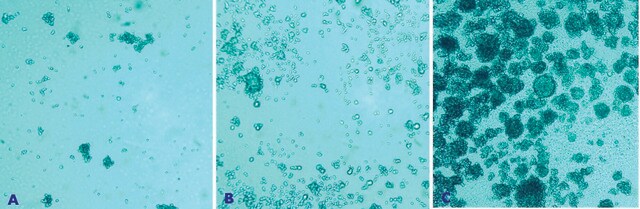 HydroMatrix Peptide Cell Culture Scaffold mixture, powder