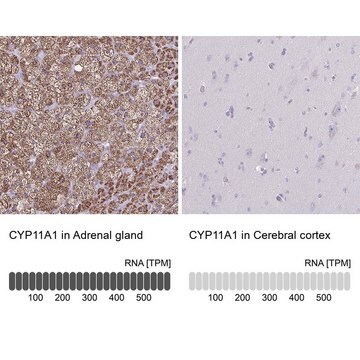 Anti-CYP11A1 antibody produced in rabbit Prestige Antibodies&#174; Powered by Atlas Antibodies, affinity isolated antibody, buffered aqueous glycerol solution