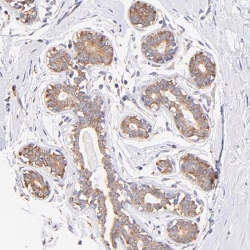 抗RPL30抗体 ウサギ宿主抗体 Prestige Antibodies&#174; Powered by Atlas Antibodies, affinity isolated antibody, buffered aqueous glycerol solution