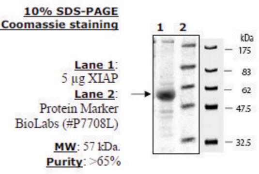 XIAP Active human recombinant, expressed in baculovirus infected insect cells, &#8805;65% (SDS-PAGE)