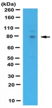 Anti-WAC Antibody, CT from rabbit