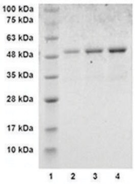 ApoJ/Clusterin human recombinant, expressed in E. coli, &#8805;90% (SDS-PAGE)