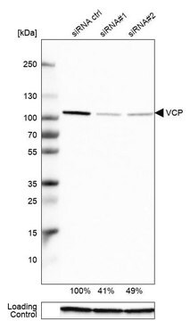 Anti-VCP antibody produced in rabbit Prestige Antibodies&#174; Powered by Atlas Antibodies, affinity isolated antibody, buffered aqueous glycerol solution