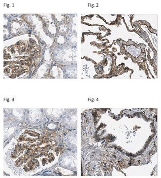 Anti-Integrin &#946;1 Antibody, clone N29 clone N29, Chemicon&#174;, from mouse