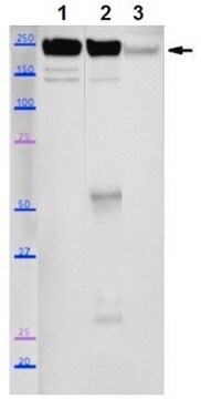 Anticorpo anti-miosina-2 (MYH2), clone SC-71 clone SC-71, from mouse