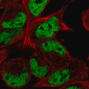 Anti-TCF12 antibody produced in rabbit Prestige Antibodies&#174; Powered by Atlas Antibodies, affinity isolated antibody