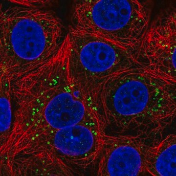 Anti-FAF2 antibody produced in rabbit Prestige Antibodies&#174; Powered by Atlas Antibodies, affinity isolated antibody