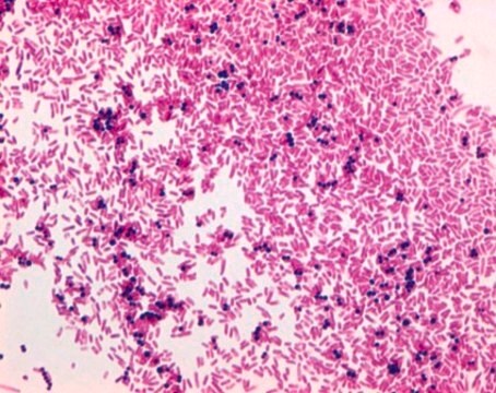 Gram&#8242;s Safraninlösung for the Gram staining method