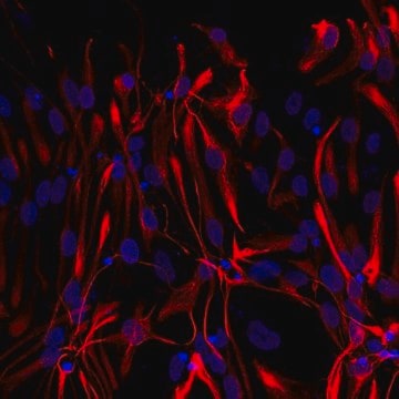 抗GFAP抗体，Cy3偶联物 from mouse, CY3 conjugate