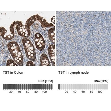 Anti-TST antibody produced in rabbit Prestige Antibodies&#174; Powered by Atlas Antibodies, affinity isolated antibody, buffered aqueous glycerol solution