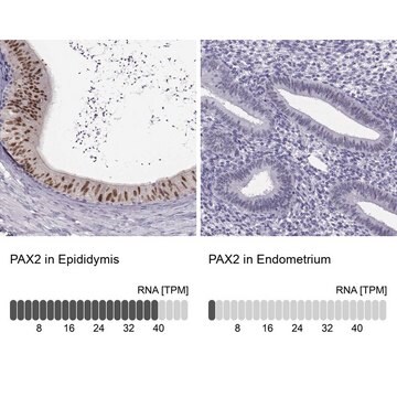 抗PAX2抗体 ウサギ宿主抗体 Prestige Antibodies&#174; Powered by Atlas Antibodies, affinity isolated antibody, buffered aqueous glycerol solution