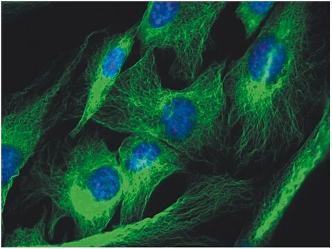 Monoclonal Anti-alphaTubulin antibody produced in mouse clone TU-01