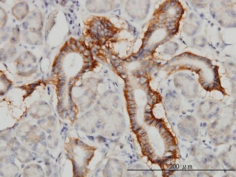 Monoclonal Anti-PCDH1 antibody produced in mouse clone 5D5, purified immunoglobulin, buffered aqueous solution