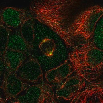 Anti-SP6 antibody produced in rabbit Prestige Antibodies&#174; Powered by Atlas Antibodies, affinity isolated antibody, buffered aqueous glycerol solution