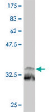 Monoclonal Anti-TITF1 antibody produced in mouse clone 2F6, purified immunoglobulin, buffered aqueous solution