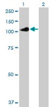 Anti-IL12RB2 antibody produced in mouse purified immunoglobulin, buffered aqueous solution