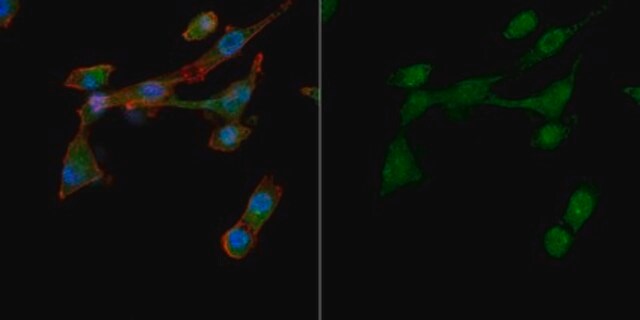 Anti-VEGF Antibody, Alexa Fluor&#8482; 488 Conjugate from rabbit, ALEXA FLUOR&#8482; 488