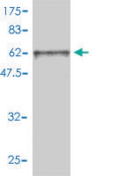 Monoclonal Anti-FRS2, (N-terminal) antibody produced in mouse clone 1F7-1D6, purified immunoglobulin, buffered aqueous solution