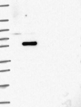 Anti-COIL antibody produced in rabbit Prestige Antibodies&#174; Powered by Atlas Antibodies, affinity isolated antibody, buffered aqueous glycerol solution