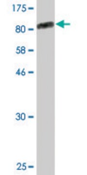 Monoclonal Anti-ZKSCAN1 antibody produced in mouse clone 2C7, purified immunoglobulin, buffered aqueous solution