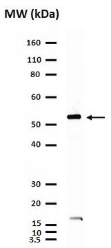 Anticorpo antirreceptor nicotínico de acetilcolina &#945;7 Chemicon&#174;, from rabbit