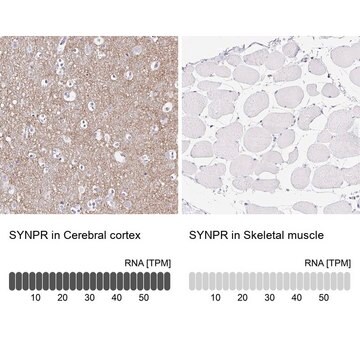 Anti-SYNPR antibody produced in rabbit Prestige Antibodies&#174; Powered by Atlas Antibodies, affinity isolated antibody, buffered aqueous glycerol solution