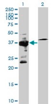 Anti-IGBP1 antibody produced in mouse purified immunoglobulin, buffered aqueous solution