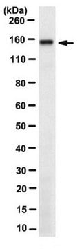 Anti-RNF123 Antibody, clone 2C10.1 clone 2C10.1, from mouse