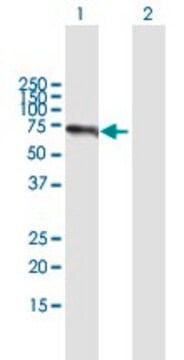 Anti-TRAF3IP2 antibody produced in mouse purified immunoglobulin, buffered aqueous solution