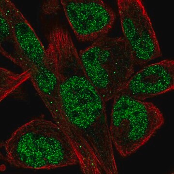 Anti-EBF1 antibody produced in rabbit Prestige Antibodies&#174; Powered by Atlas Antibodies, affinity isolated antibody